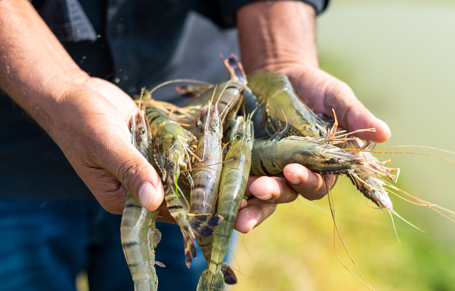 An Ecuadorian shrimp farmer holding farmed shrimp