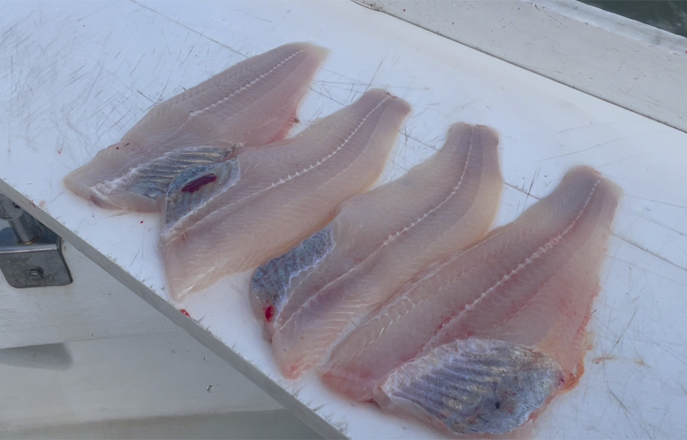 catfish fillets