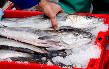 South African hake fishery gets MSC grant; Europeche pursues ...