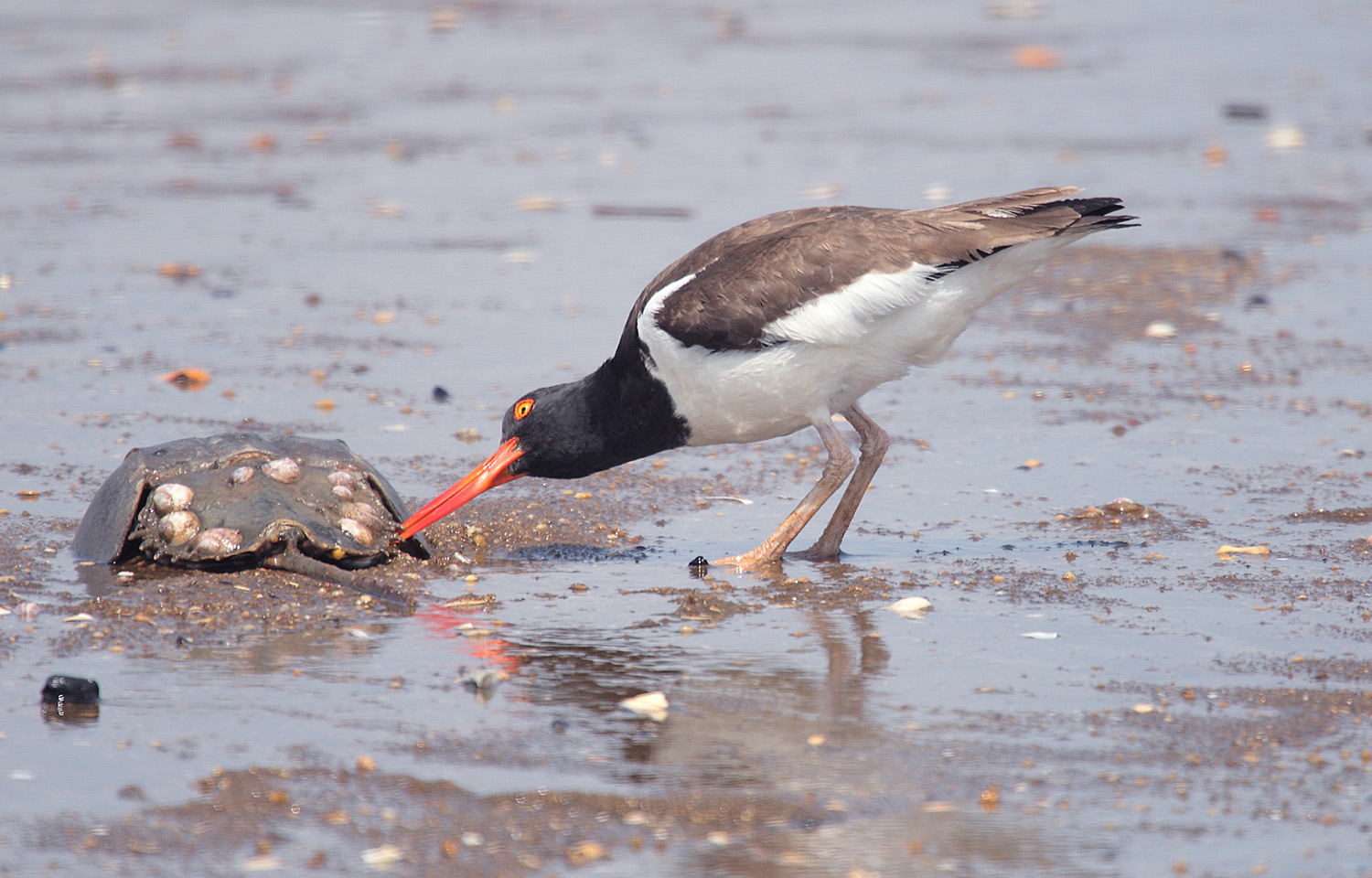 A shorebird investigates a horseshoe crab in New Jersey.