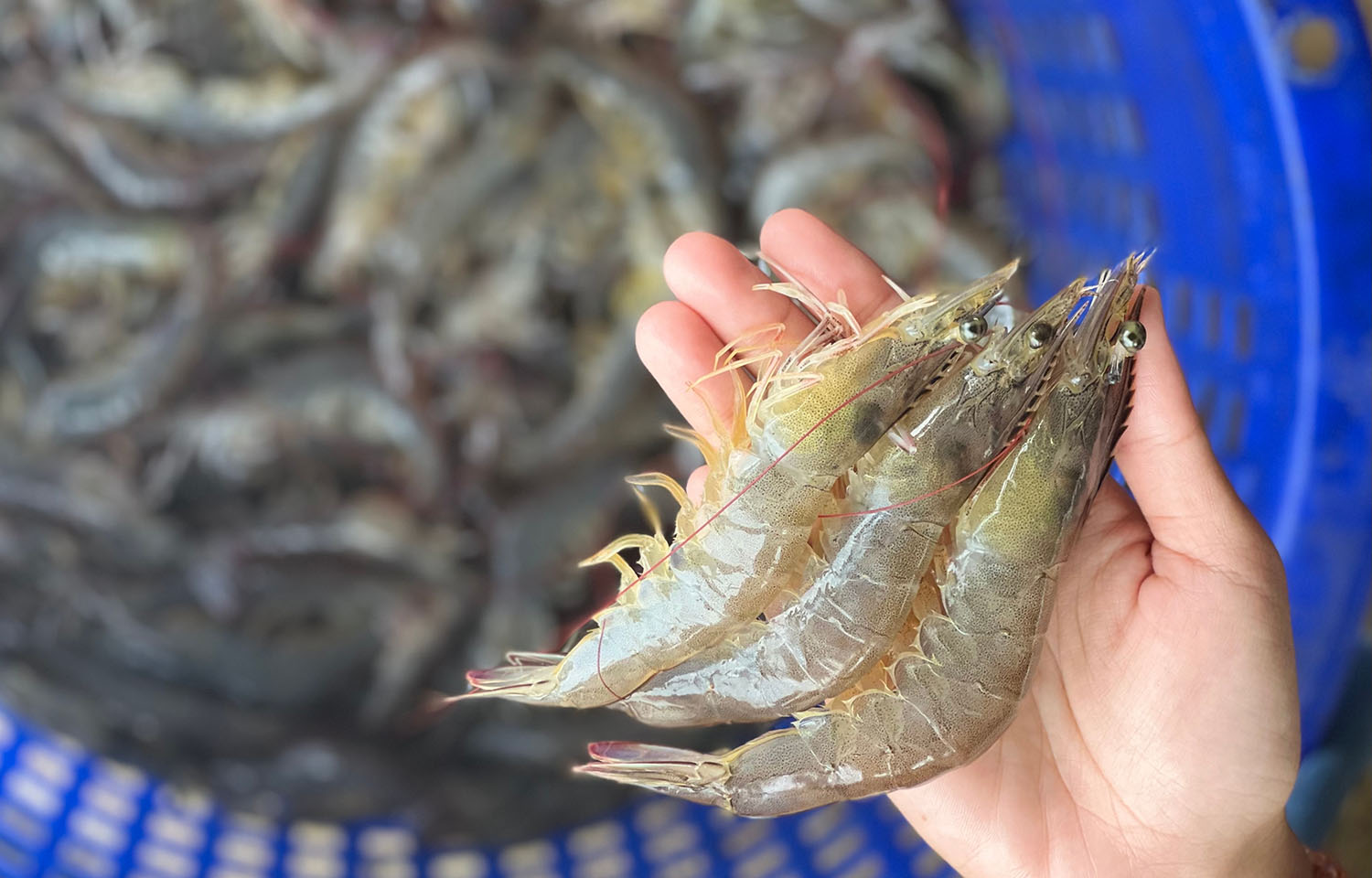 A person in Thailand holding a handful of recently-harvested shrimp