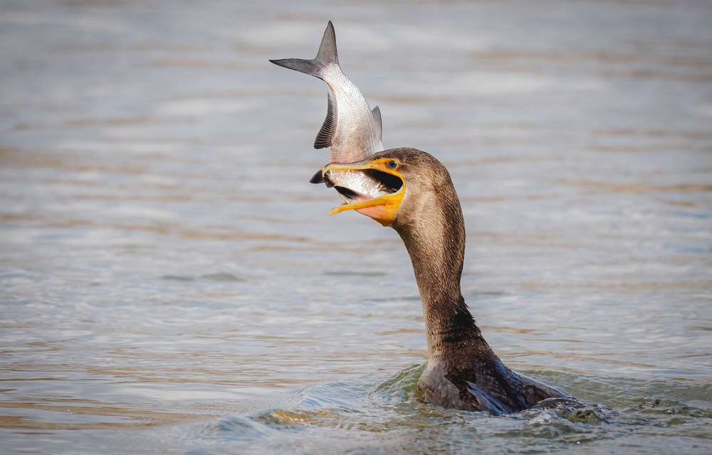 a cormorant