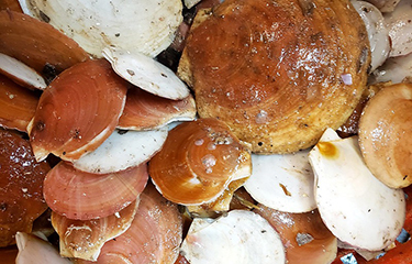 A pile of scallops caught during a survey dredge by the Virginia Institute of Marine Science.