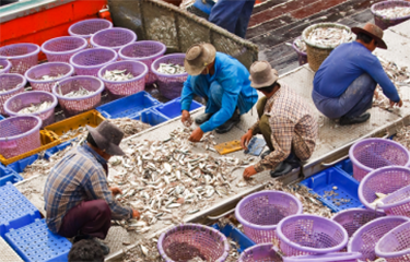 Getting Transparent About Sustainable Fishing and Seafood