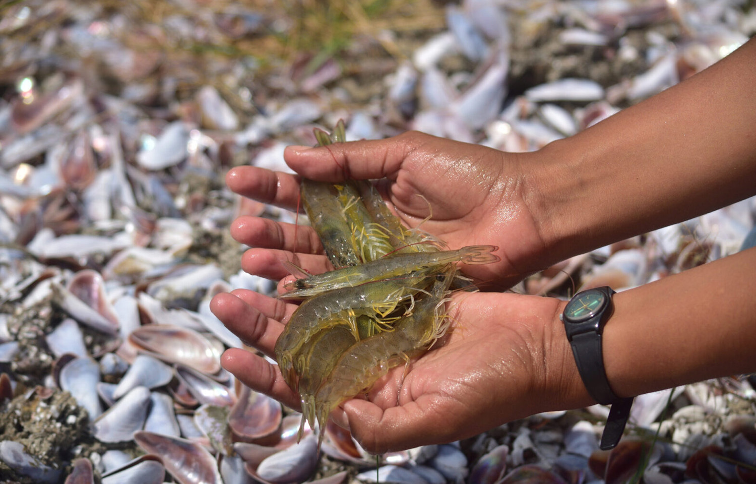 An AGRIMINGOLD employee holds shrimp in their hands