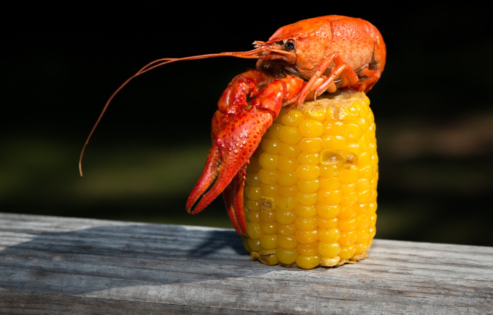 US senators want to unlock USD 10.6 million for crawfish producers