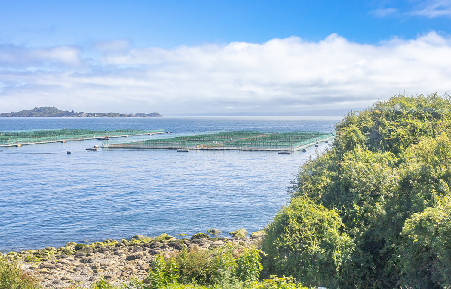 Chile’s salmon industry declares “clear signs of sustained recovery” with Q1 growth