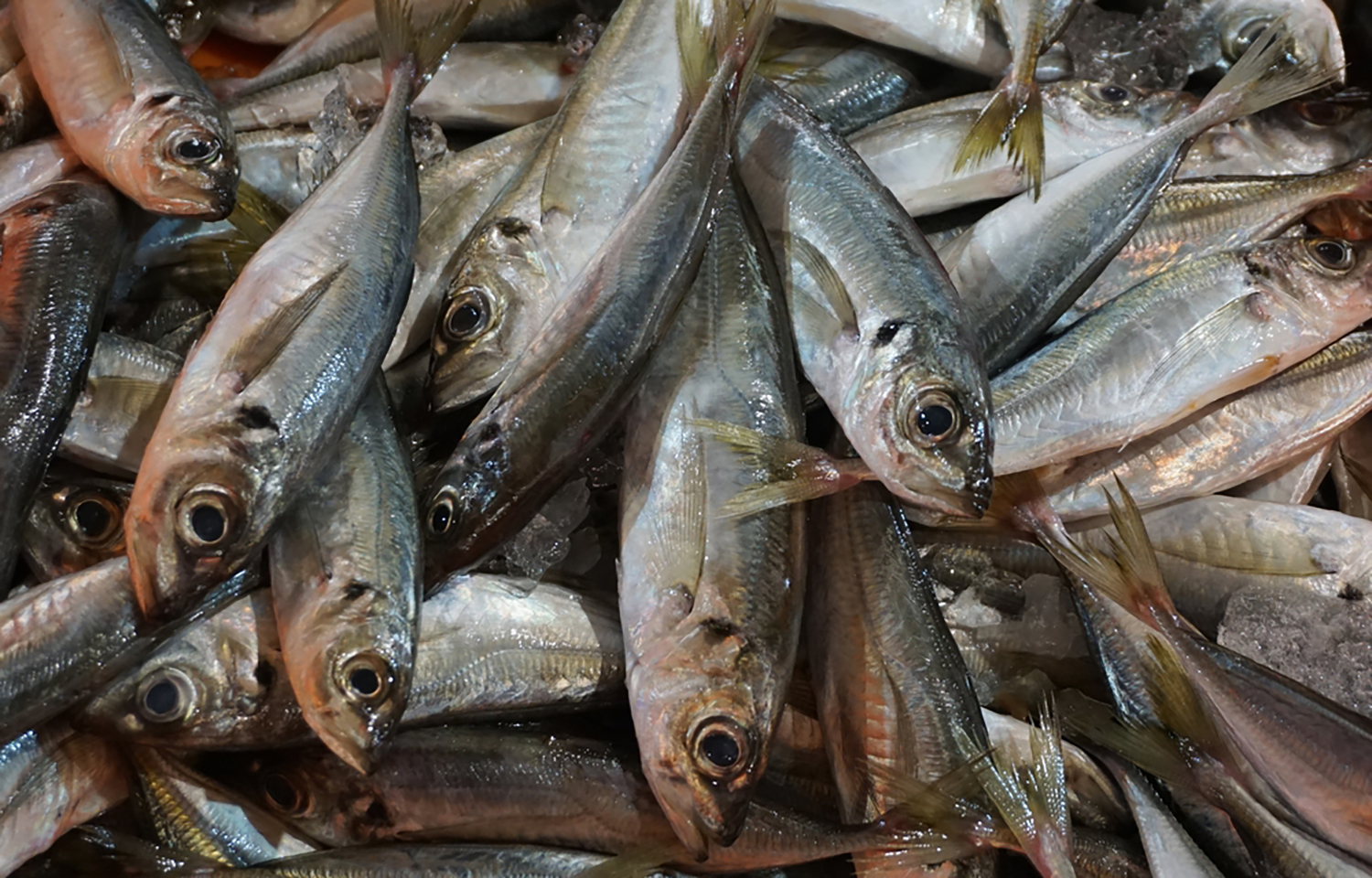 A pile of horse mackerel