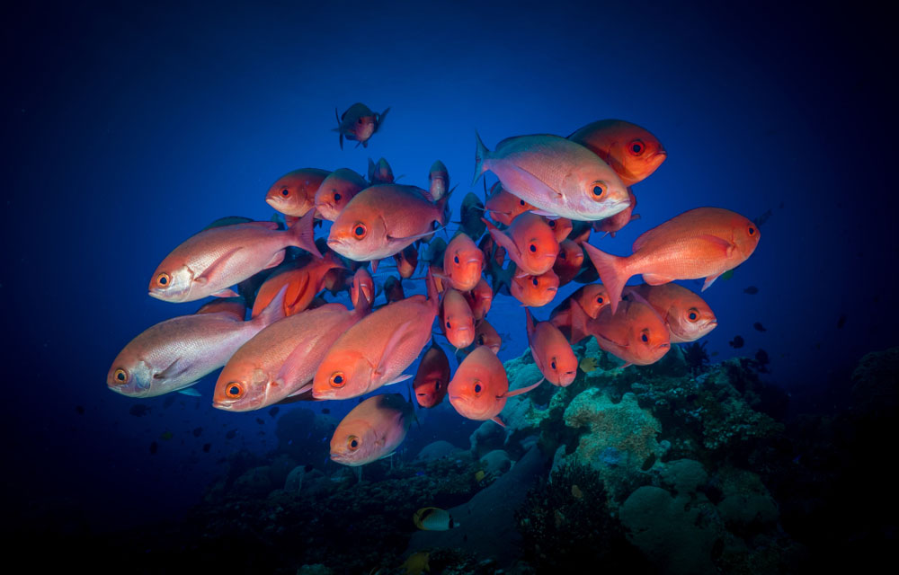 red snapper