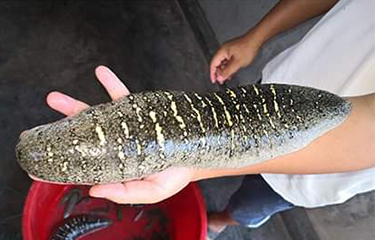 A large sea cucumber produced by Guilan Sea Cucumber Hatchery and Farm.