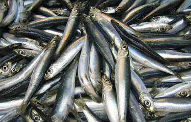 The owner and crew of a herring seine-vessel based in the U.S. state of Maine face federal charges alleging they falsified landing reports and sold millions of pounds of unreported Atlantic herring.