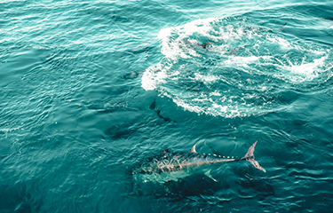 Bluefin tuna swimming.