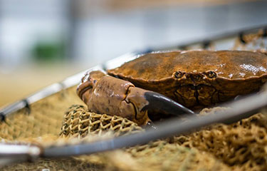 A crab in a net.
