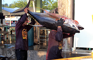 Small-scale tuna fishermen in Luzon obtain international sustainability  certification - BusinessWorld Online