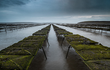 A seaweed farm in Alaska.