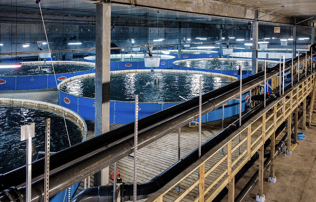 The tank room at Sustainable Blue's operations in Canada