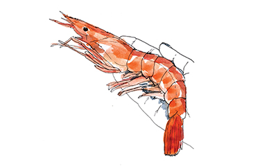 SS-IMG-2019-11-27-ArgentineRedShrimpShrimptails-NL.jpg