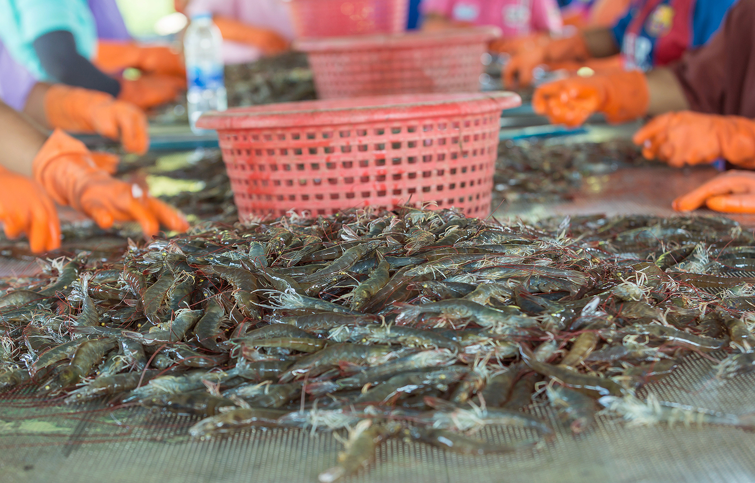 Shrimp baskets