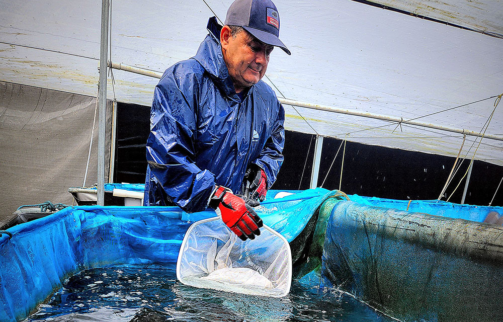 A Spring Genetics employee testing tilapia