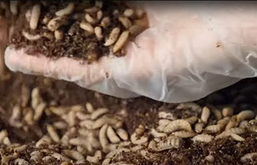 Black soldier fly larvae being handled at an Innovafeed facility.