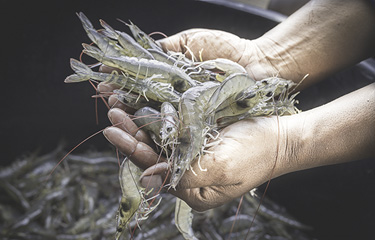 Ocean 14 Capital Fund has signed an agreement to acquire a controlling stake in Singapore-based shrimp genetics company SyAqua from Golden Springs Group.