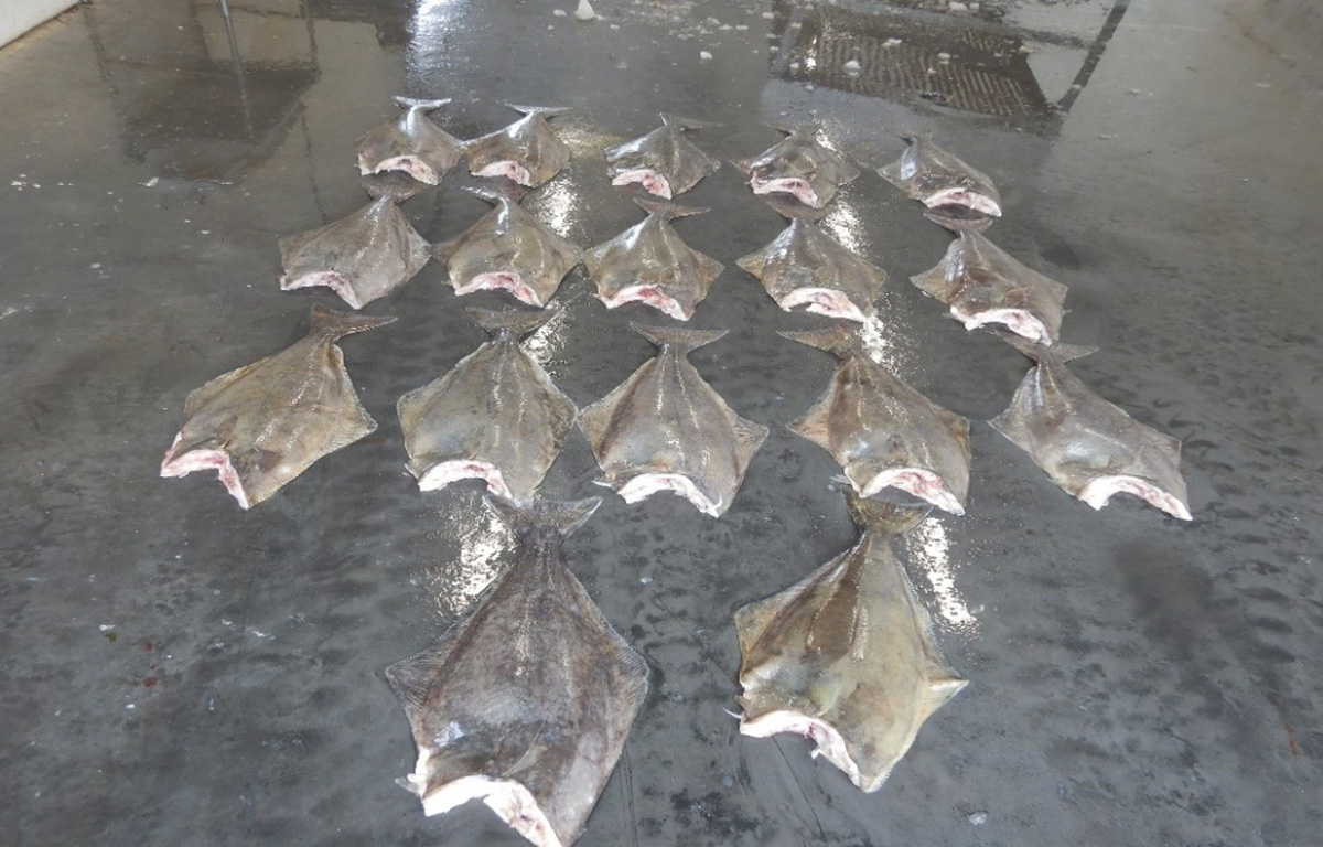 A series of undersized halibut discovered by Canadian authorities.