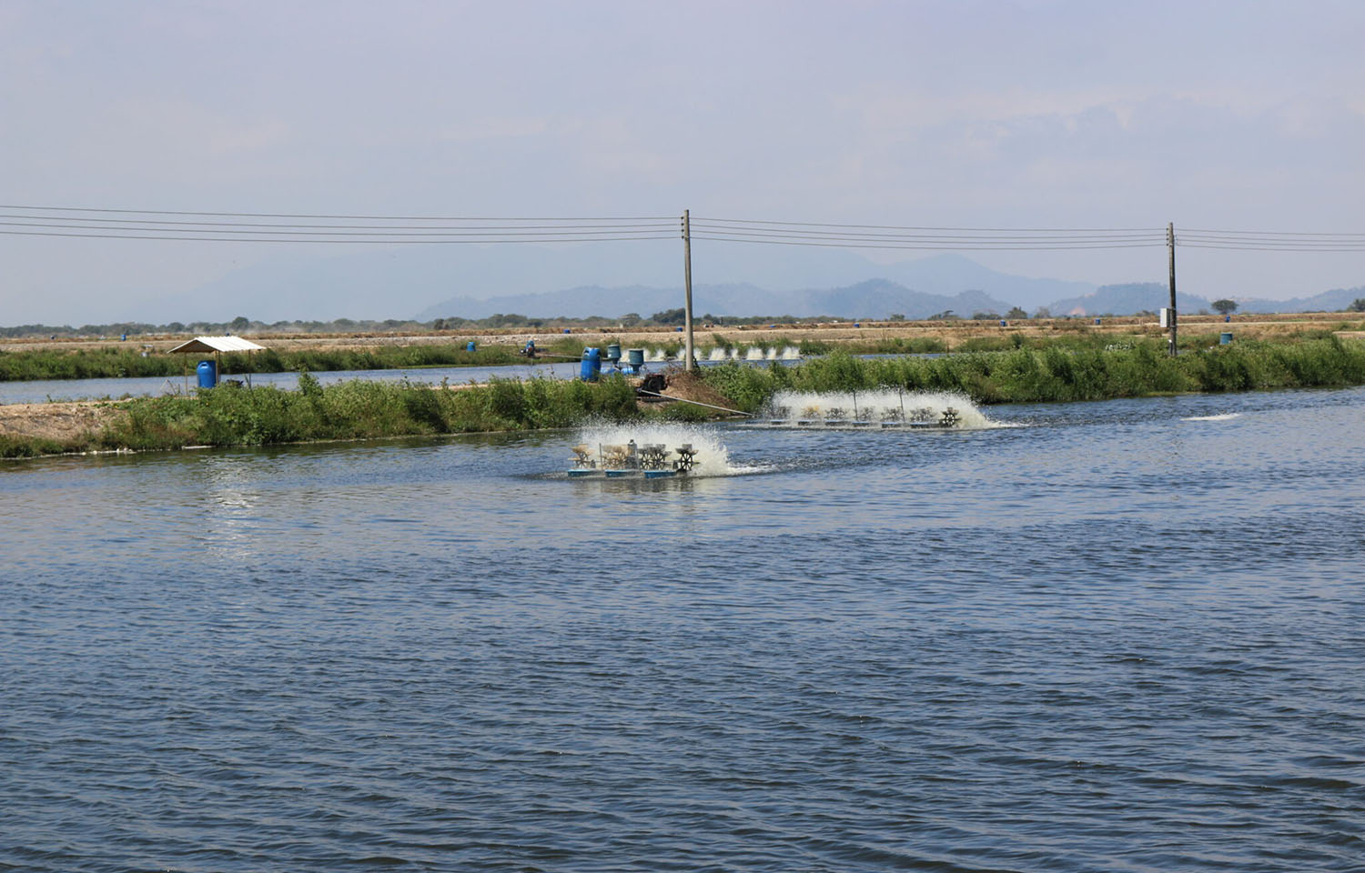Ecuador's shrimp industry grows, ProEcuador working to find end markets