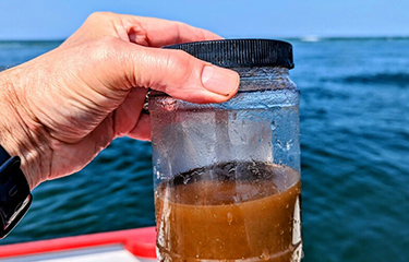 A brown algae sample.