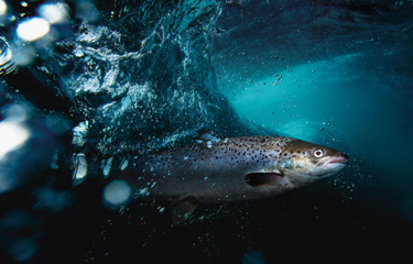 A farmed Atlantic salmon