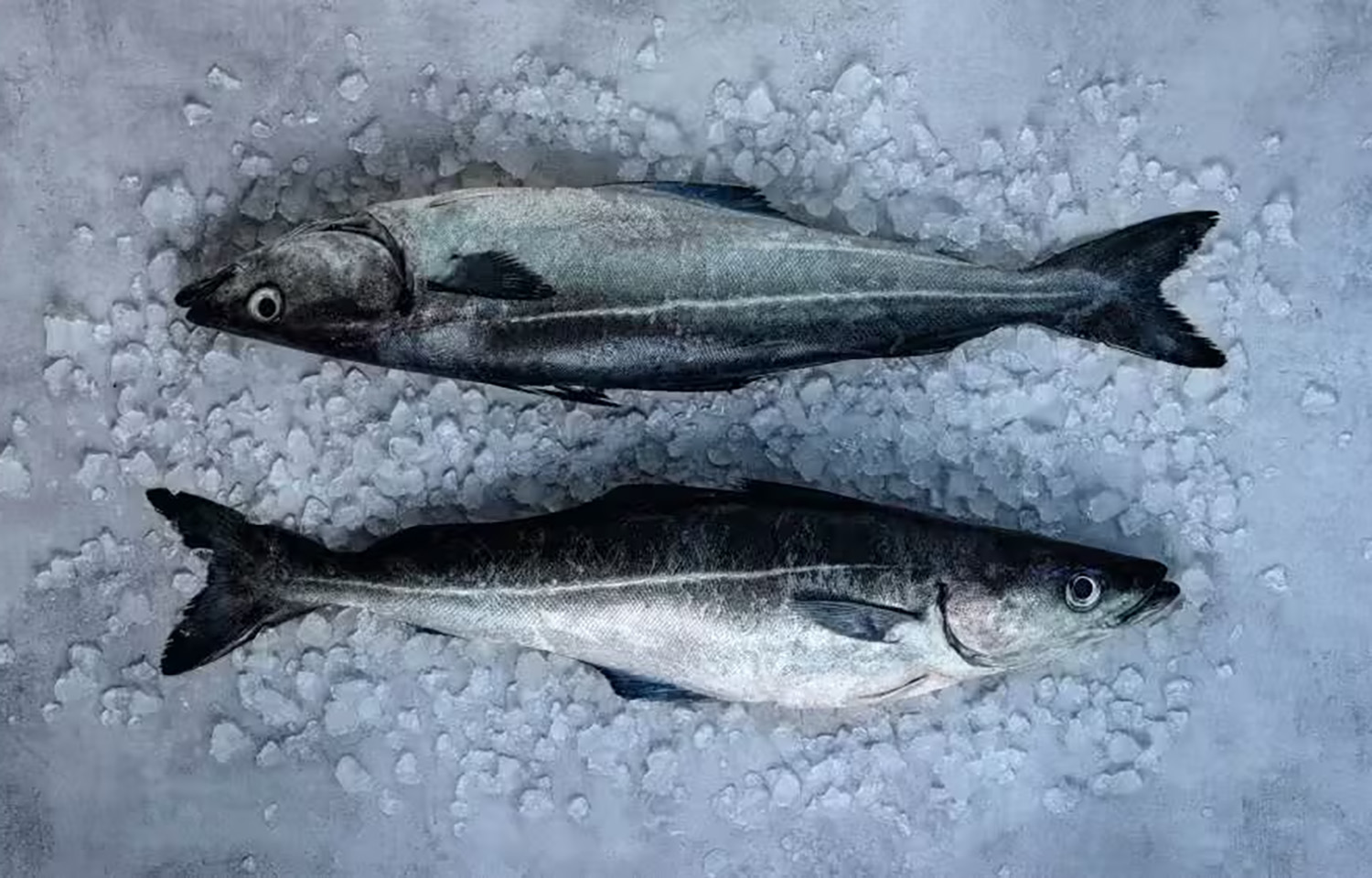 Norwegian saithe