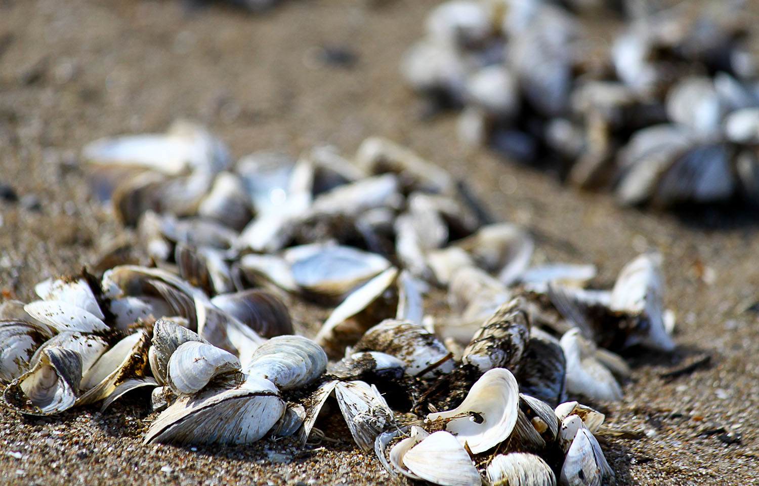 Michigan lawmakers to seek USD 500 million to fight invasive mussels in the Great Lakes