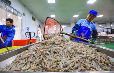 A Chinese shrimp processor.