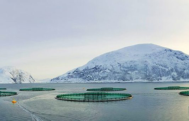 A Grieg salmon farm.