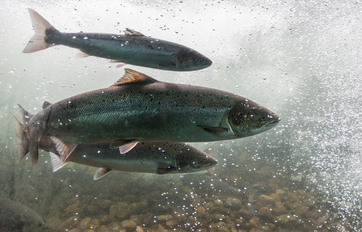 Three salmon swimming