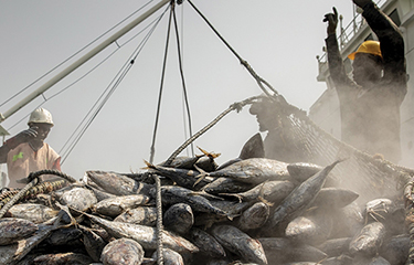 Fishermen hauling in their catch.