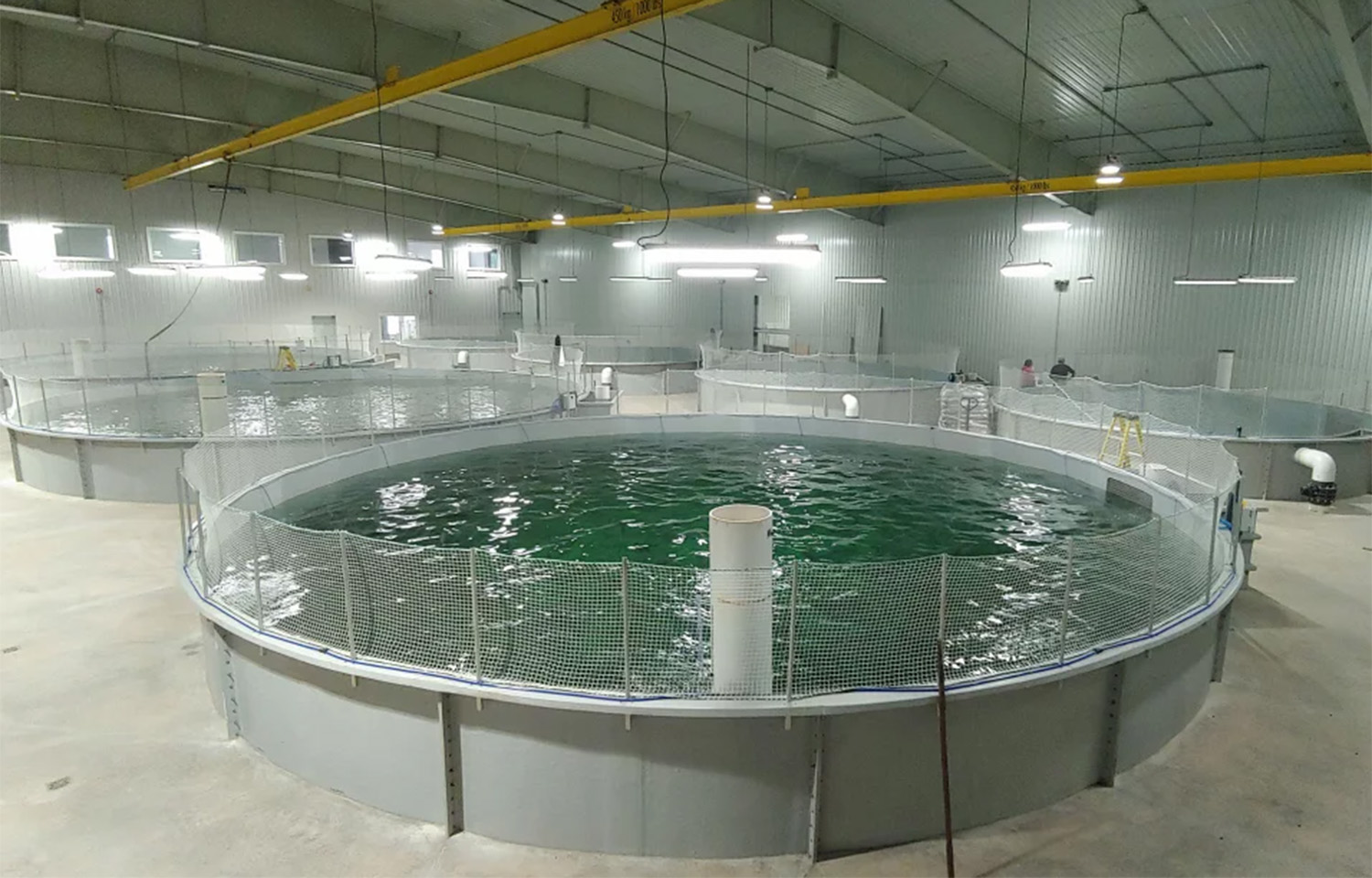 Salmon RAS tanks at AquaBounty's Prince Edward Island-based recirculating aquaculture system facility