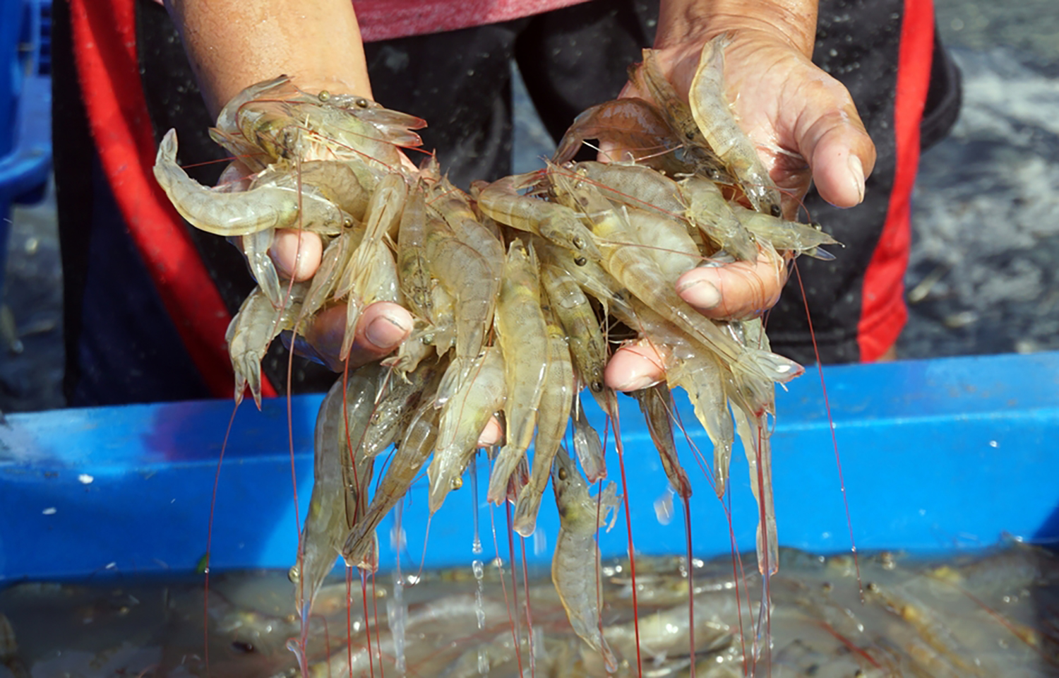 Sustainable Shrimp Partnership integrates living wages into its member standards