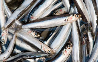 Peruvian anchoveta.