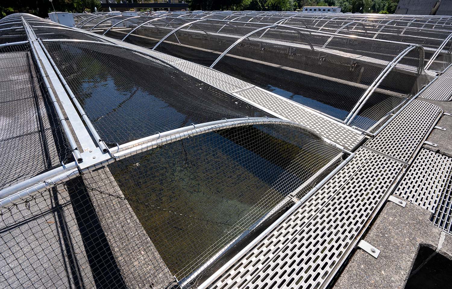 The Bonneville Fish Hatchery in the Columbia River Gorge