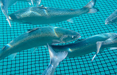 Salmon swimming inside an aquaculture net pen.
