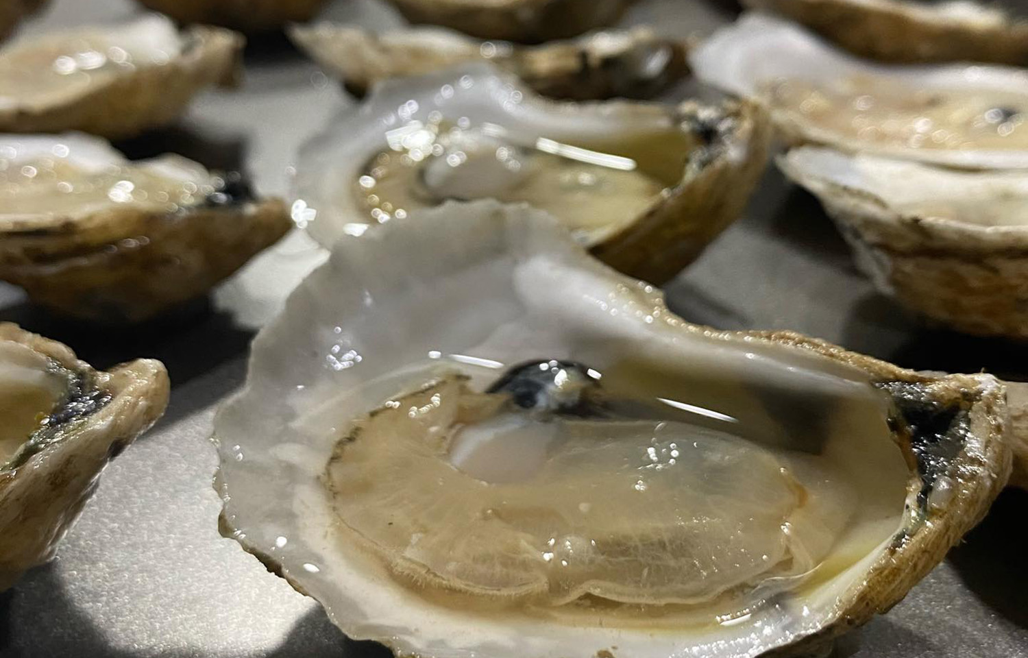 A row of shucked Lowcountry Oyster Company oysters
