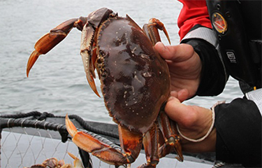 A DFO inspector holding a crab.
