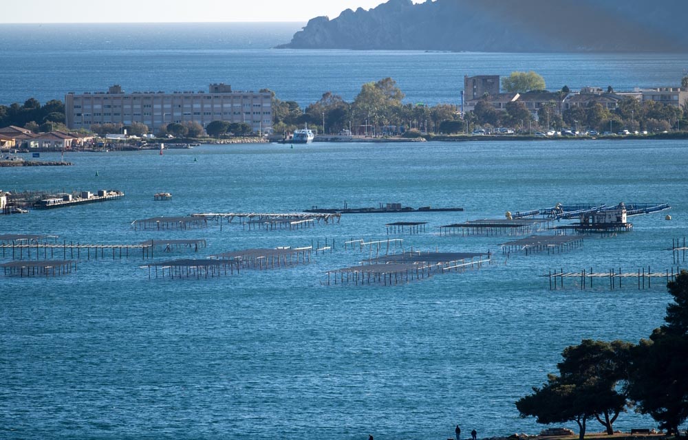 A mussel farm