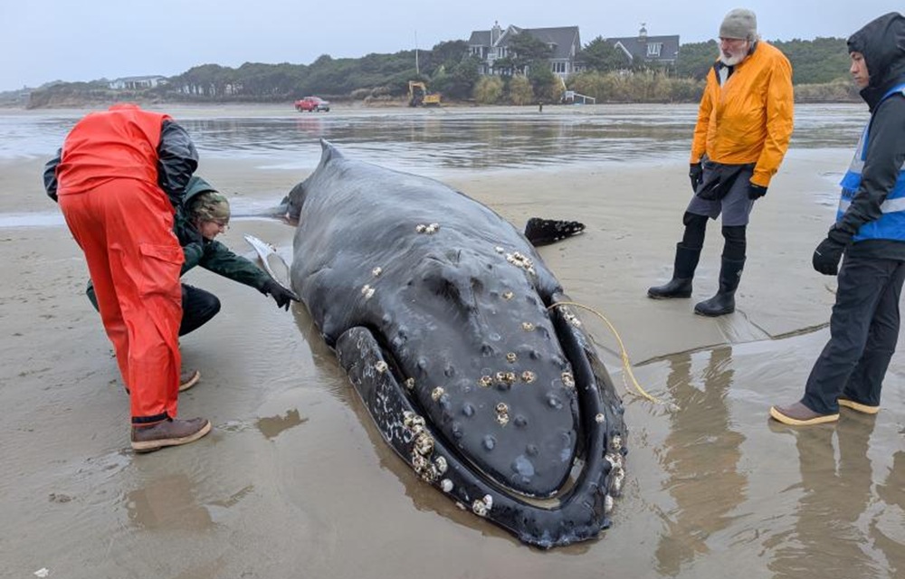 Conservation groups petition Oregon regulators to reduce whale entanglement risks, adopt popup crab gear