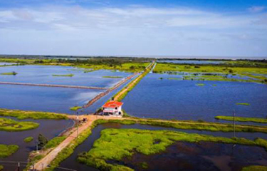 Mensburgh Aquaculture's shrimp farm in Guyana.
