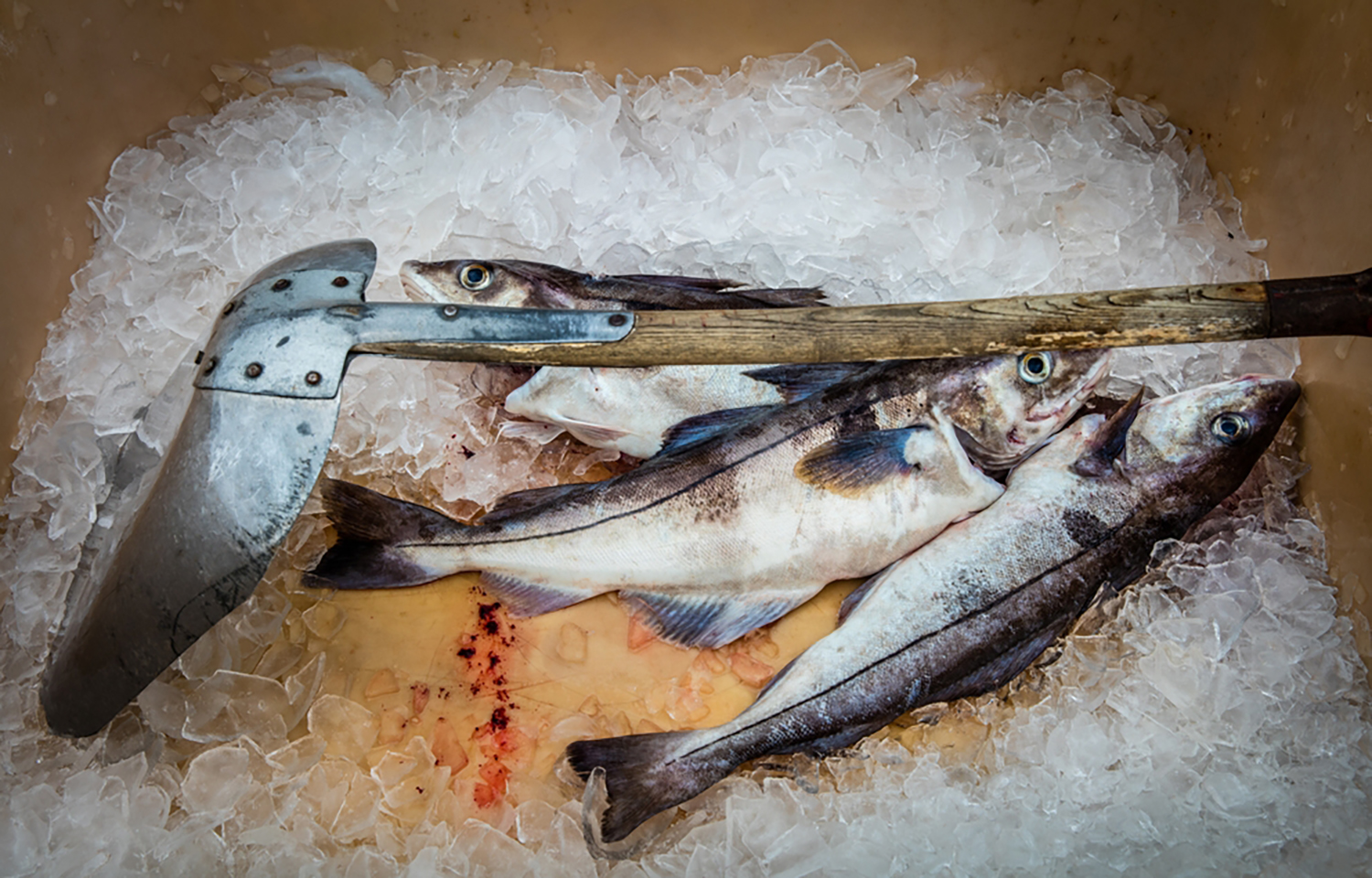Icelandic haddock