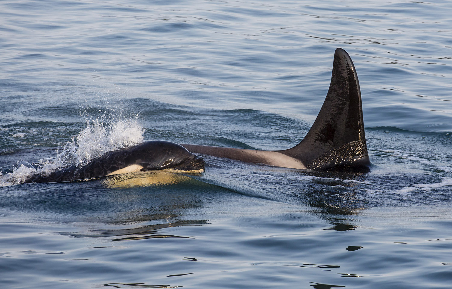 A killer whale in Southeast Alaska