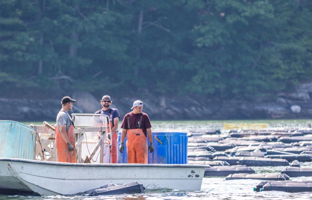 an oyster farm