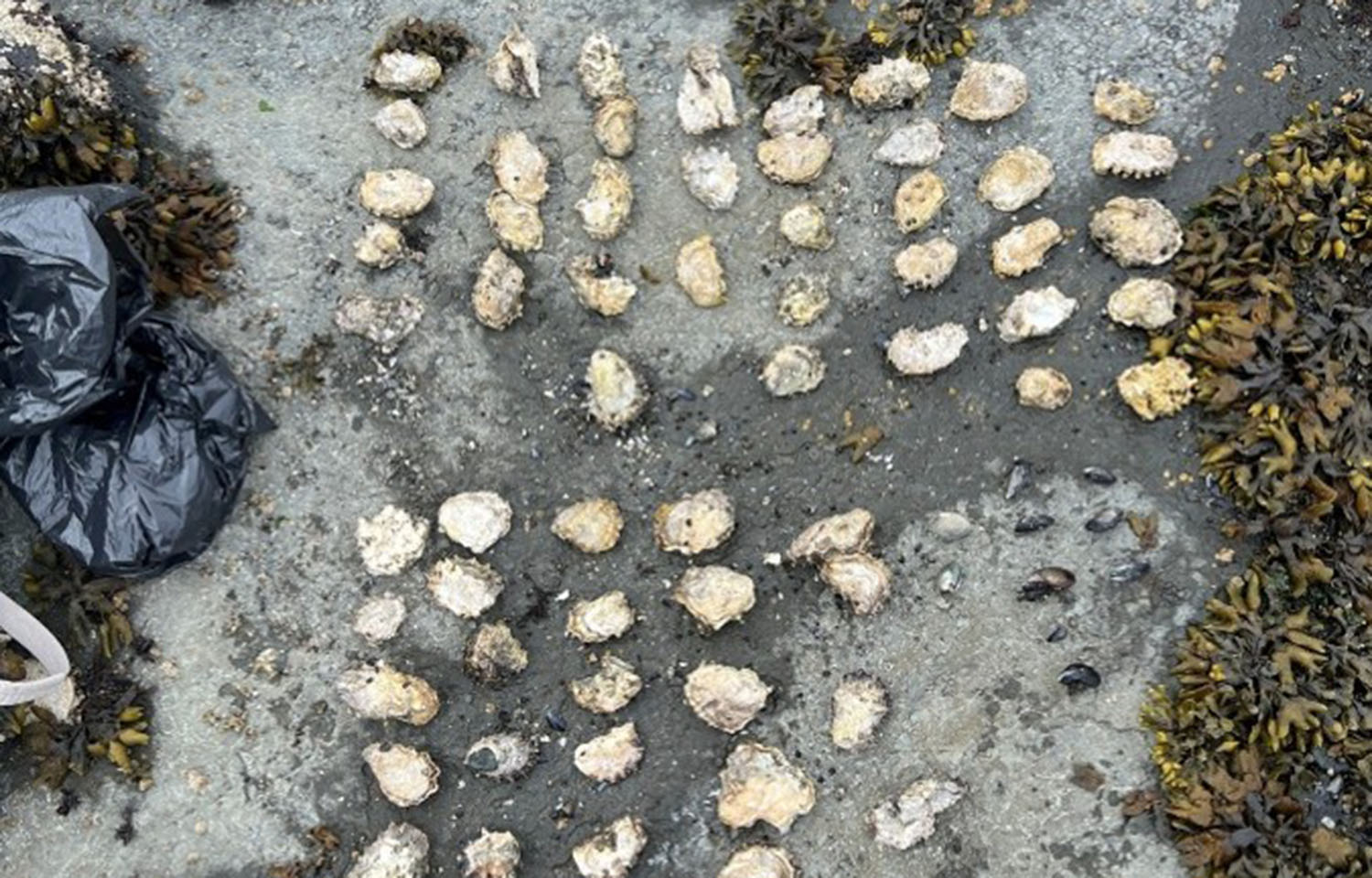 A selection of shellfish that was illegally harvested