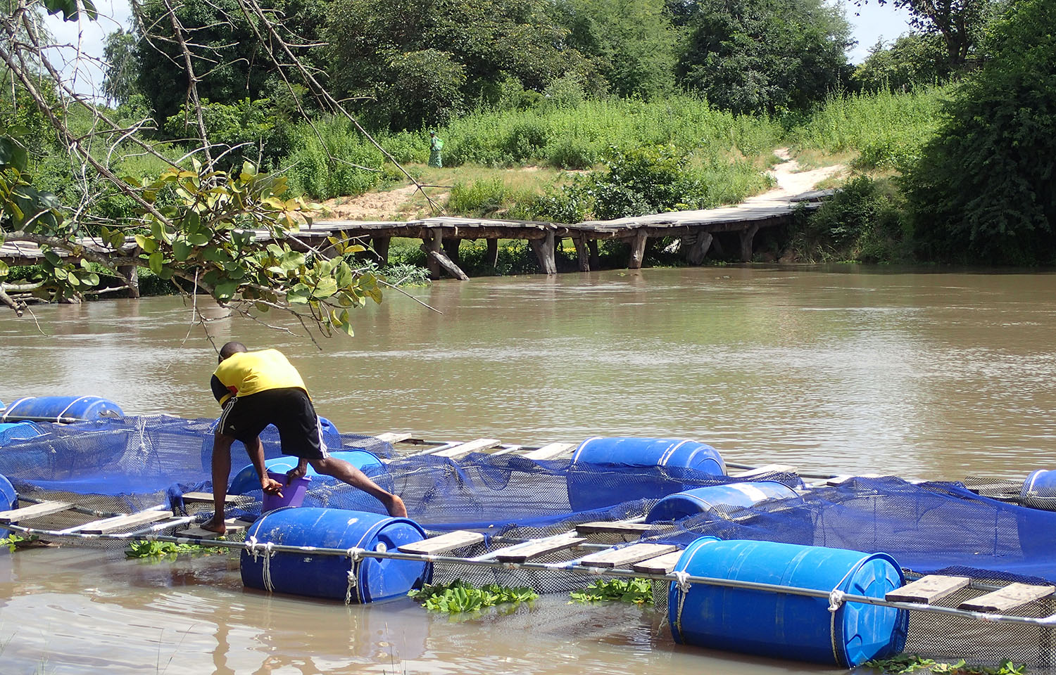 A fish farmer checking on his operations in Senegal
